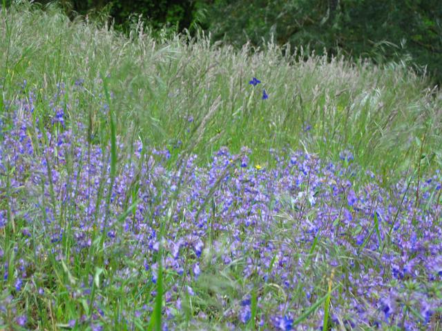 Eagle Creek-115.JPG - Eagle Creek